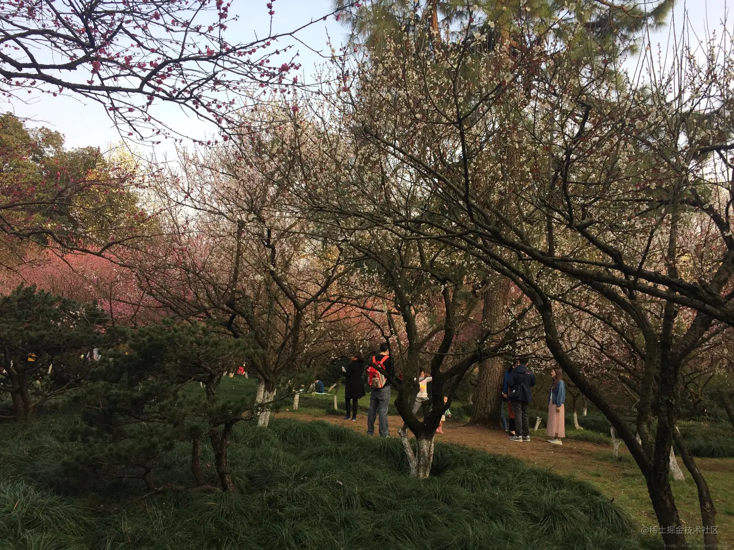 美女山下植物园中的灵峰探梅