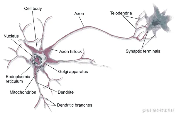 neuron.png