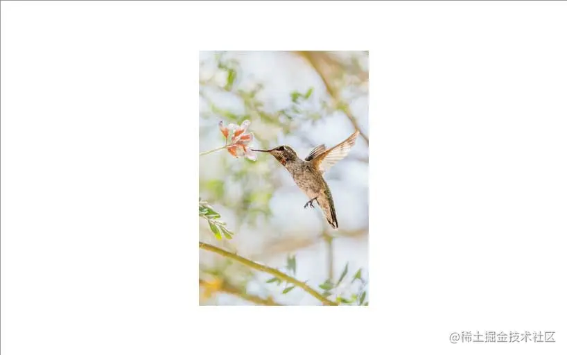 An Anna’s Hummingbird with its beak in a flower. The image is centered within the element.