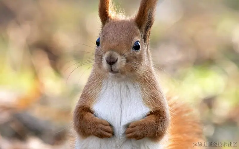 松鼠.jpeg