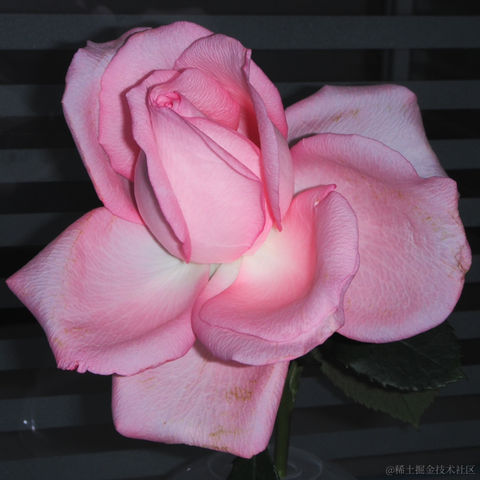 铁血嘉心糖ww于2022-11-16 12:45发布的图片