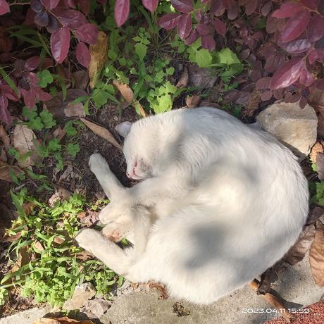 小婷呀于2023-04-11 21:20发布的图片