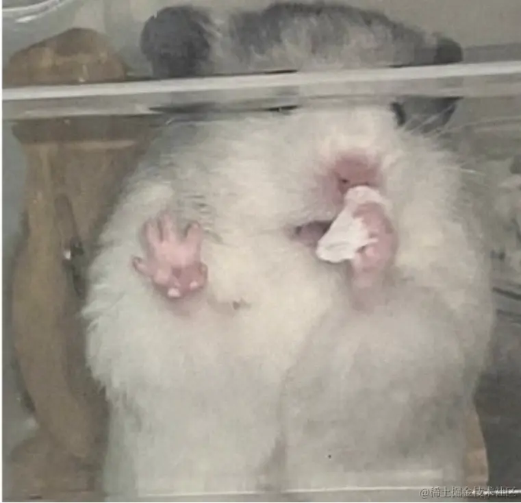 image-20240418215924446