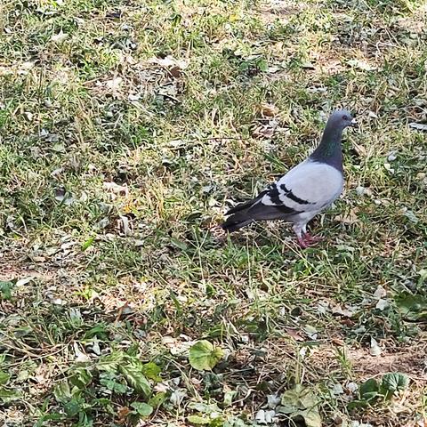 CN千石于2022-09-27 21:58发布的图片