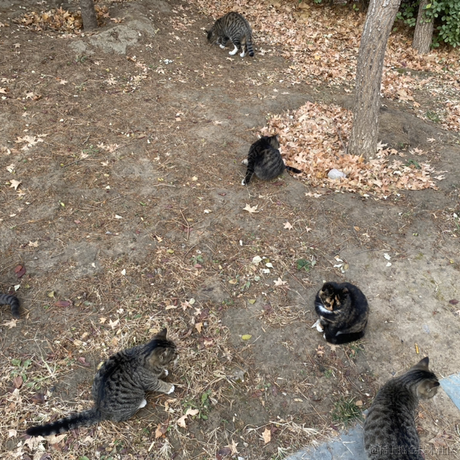 海猫与海豹于2022-11-23 13:39发布的图片