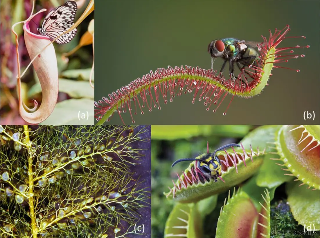 图1 常见的食肉植物