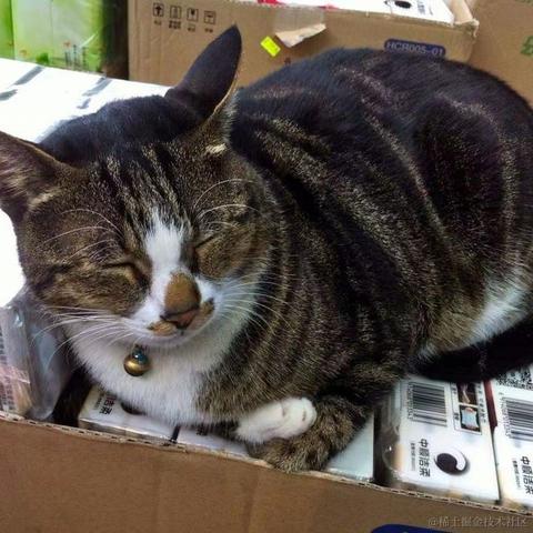 王贝拉的猫于2022-11-26 21:10发布的图片