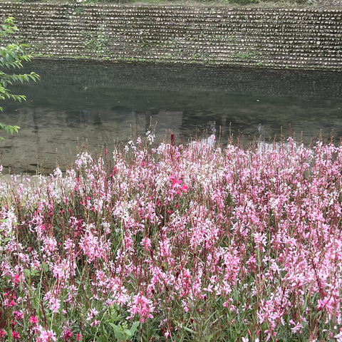 安酱于2023-04-22 09:21发布的图片